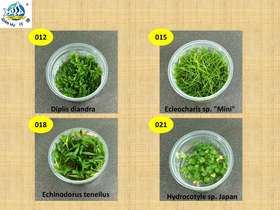 Catalogue of Aquatic plants-02.jpg